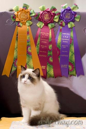 dancingbella 20130203 02 rosettes