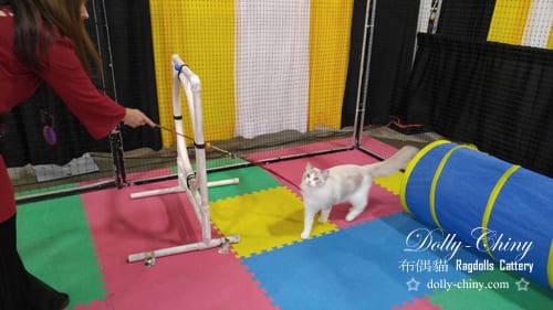 enoch 20161119 20 intl show detroit agility