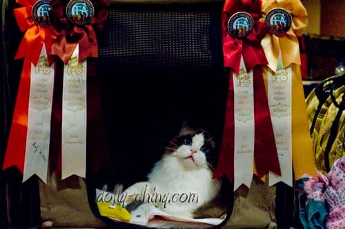 isaac 130428 rosettes
