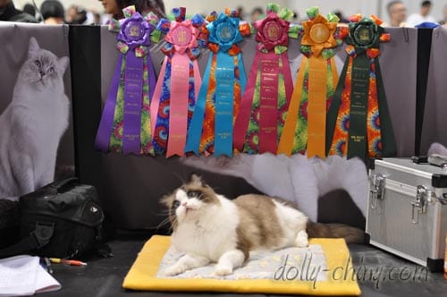 isaac 20130203 rosettes