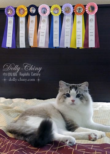 jacob 20171021 22 usa lucky tomcat