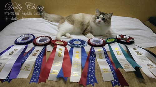 jacob 20171111 12 usa dayton cat fanciers