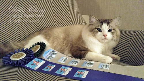 jacob 20180113 14 usa vermont fancy feline