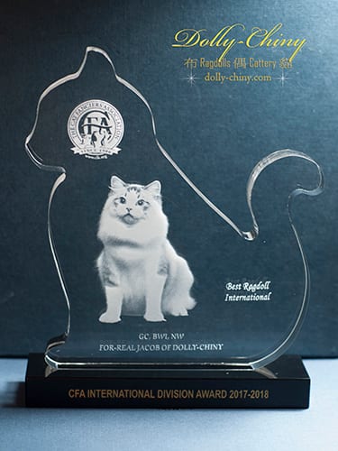 jacob trophy best ragdoll 2018