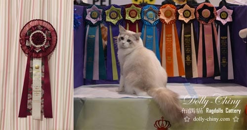jesse 20170225 26 hkbcc rosettes