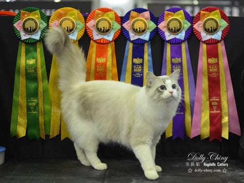 jesse 20170429 hkicc rosettes