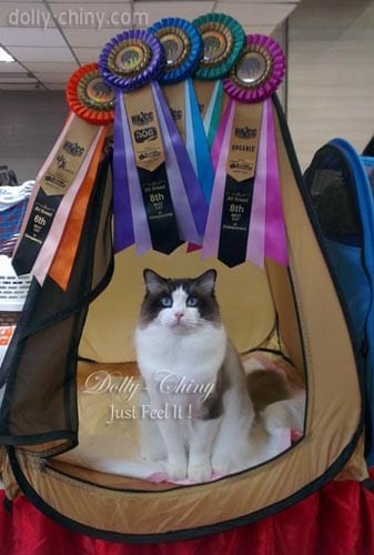 just feel it 20141207 rosettes 01