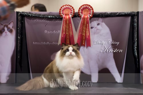kristen 20160221 hkbcc show rosettes