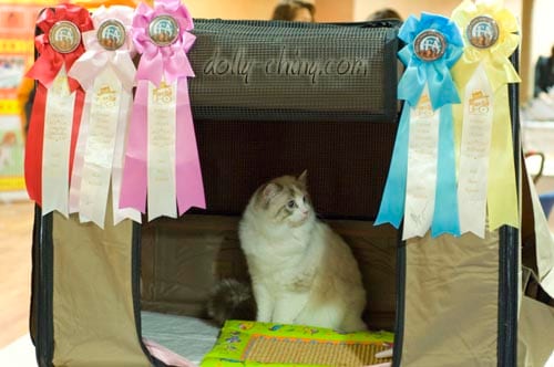 moses 130413 ufo rosettes 1