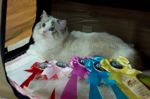 moses 130413 ufo rosettes 2