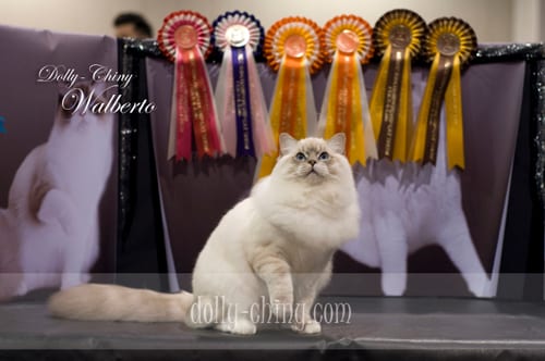 walberto 20160221 hkbcc show rosettes