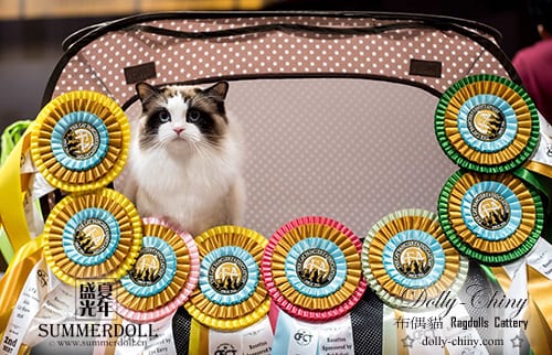x man 20180317 18 cfa intl asia show rosettes