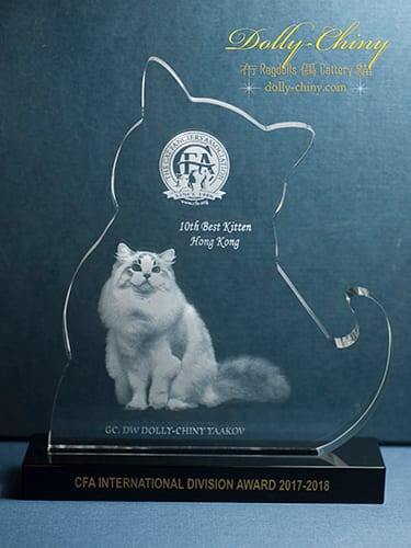 yaakov trophy 10th best kitten 2018