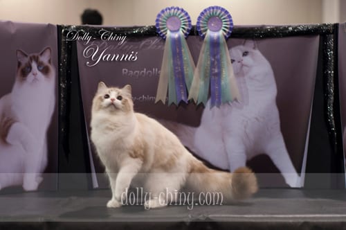 yannis 20160221 hkbcc show rosettes