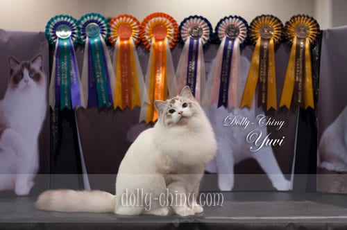 yuvi 20160221 hkbcc show rosettes