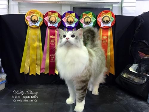 yuvi 20170429 hkicc rosettes