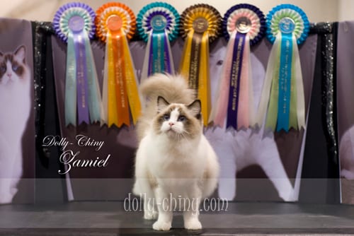 zamiel 20160221 hkbcc show rosettes