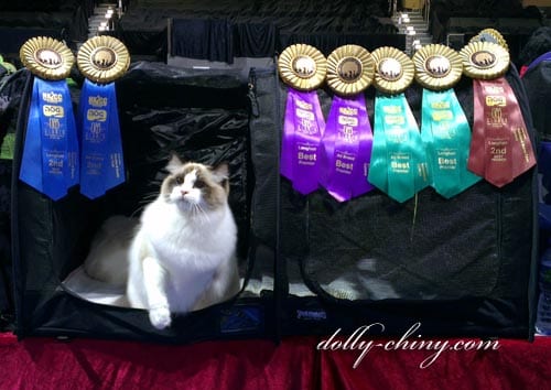 zamiel 20160424 hkicc rosettes